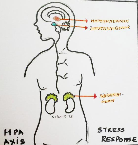 Child Stress Dubai | https://www.pediatriciandubai.blog/causes-of-stress-in-children-dubai/children-and-stress-dubai/child-stress-dubai/ Your Child's Stress Can Affect Memory & Learning Now And Into Later Life
